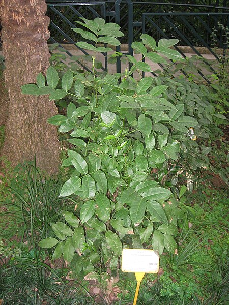 Tập_tin:Zanthoxylum_nitidum_-_Hong_Kong_Botanical_Garden_-_IMG_9571.JPG