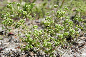 Dwarfs (Radiola linoides)