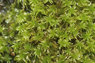 <i>Zygodon</i> Genus of mosses