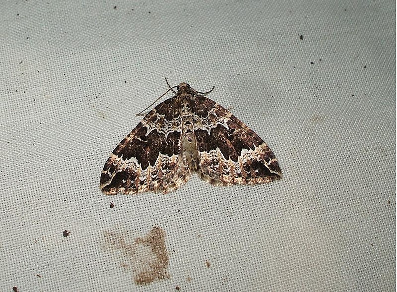 File:(1750) Water Carpet (Lampropteryx suffumata) (3404919447).jpg