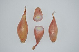 échalote rose de semis ou "échallion", à multiplication végétative, ne présentant qu'un point végétatif par bulbe