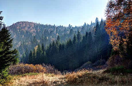 Forest at sunset in Babina Dupka (1,680 m) on the mountain Dautica, Macedonia