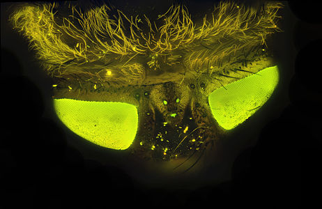 תצלום ראש של זבובאי שהתקבל ממיקרוסקופ פלואורסצנטי. ניתן לראות בו את הפלואורסצנציה של העיניות הפשוטות ועיני התשבץ המורכבות מאומטידיומים, שבראש החרק