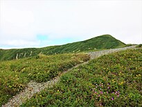和賀岳稜線のお花畑