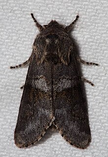 -10013 - Psaphida grandis - Gri Sallow Güvesi (25353929364) .jpg