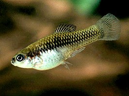 Monterreyplaty