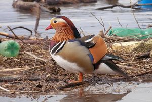 Mandarin Duck