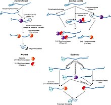 mrna structure and function