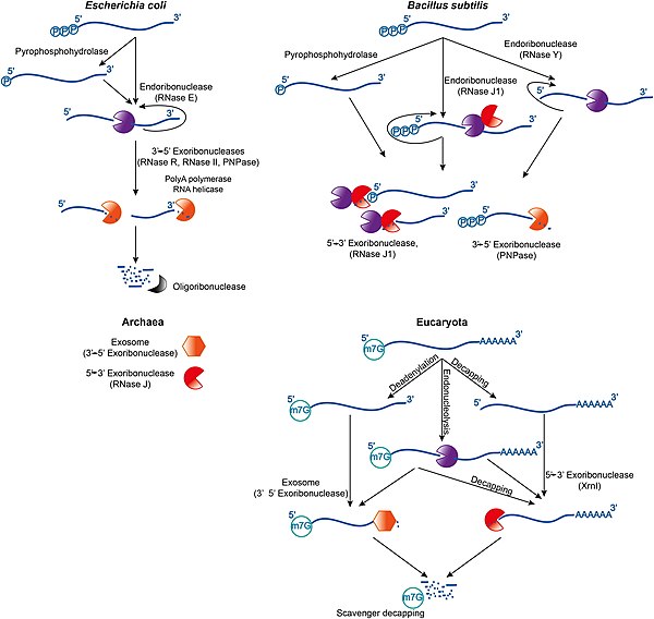 Overview of mRNA decay pathways in the different life domains.