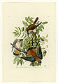 142. American Sparrow Hawk