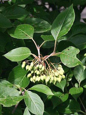1554-Viburnum prunifolium-DZ-8.12.JPG