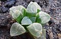 Haworthia pygmaea has flat, rough, scabrous or papillate leaf surfaces