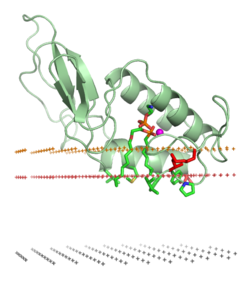 Bee venom phospholipase A2 (1poc). Middle plane of the lipid bilayer - black dots. Boundary of the hydrocarbon core region - red dots (extracellular side). Layer of lipid phosphates - yellow dots. 1poc.png