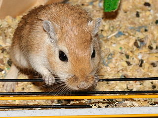 Gerbilling, also known as gerbil stuffing or gerbil shooting, is an unsubstantiated sexual practice of inserting small live animals into the human rectum to obtain stimulation. Some variations of reports suggest that the rodent be covered in a psychoactive substance such as cocaine prior to being inserted.