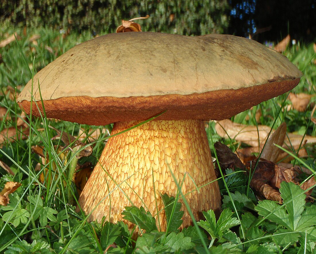 File:2010-09-13 Boletus luridus Schaeff 104527 crop.jpg