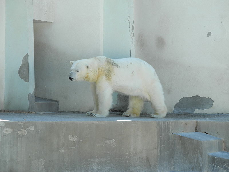 File:2011-05-24-zoo-mulhouse-1.jpg