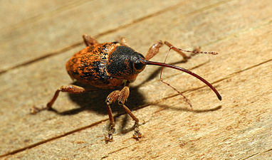 "2013-05-14_14-20-44-Curculionidae.JPG" by User:ComputerHotline