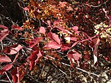 Cornus sericea, or redosier dogwood.