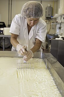 Cuts the milk curd with a curd knife in small cubes. 20130911-OC-RBN-3855 (9733481041).jpg