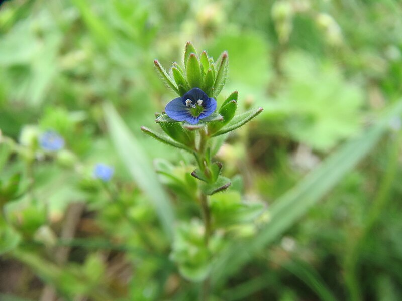 File:20140407Veronica verna.jpg