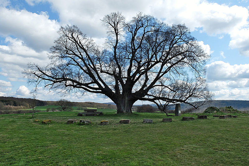 File:2015-04 Sipperhäuser-Linde Hessen 04.jpg