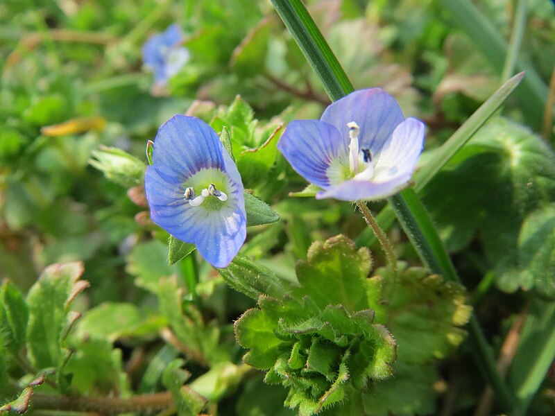 File:20150319Veronica persica3.jpg