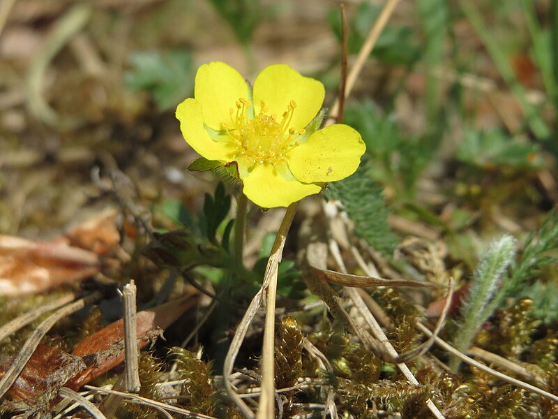 File:20150424Potentilla pusilla3.jpg