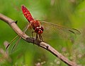 Feuerlibelle - Crocothemis erythraea, rotes Weibchen