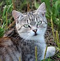 * Nomination Portrait of a cat --Jakubhal 18:25, 10 August 2017 (UTC) * Promotion Good quality. -- Johann Jaritz 02:19, 11 August 2017 (UTC)