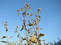 20171016Helianthus tuberosus2.jpg