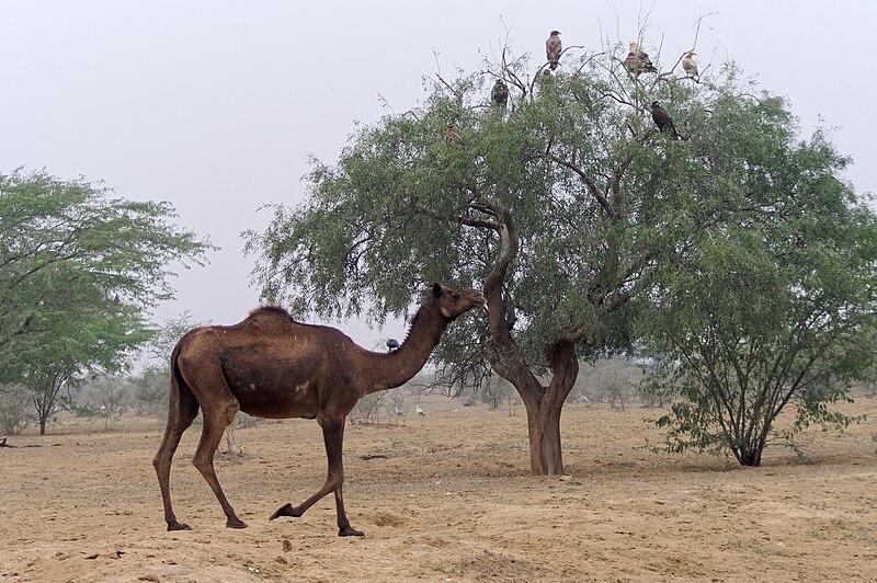 File:20191213 Wielbłąd, Jor Beed, Bikaner 0927 8275.jpg