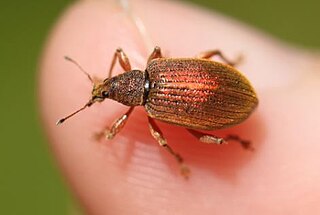 <i>Polydrusus mollis</i> Species of beetle