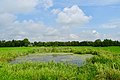 Fries landschap nabij Twijzel