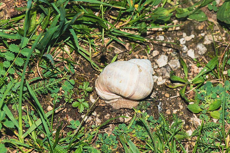 File:20220526 Helix pomatia.jpg