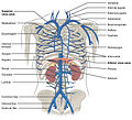 Veins of the thoracic and abdominal regions