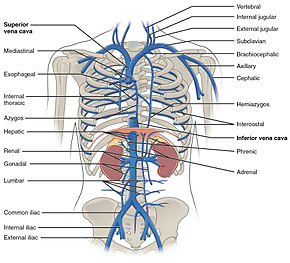 Veins of the thoracic and abdominal regions 2132 Thoracic Abdominal Veins.jpg