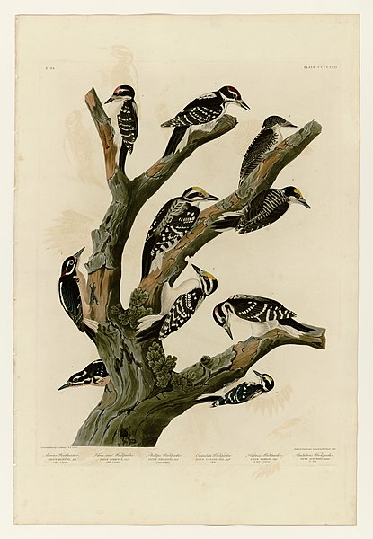 File:417 I. Maria's Woodpecker - 2. Three-toed Woodpecker - 3. Phillips' Woodpecker - 4. Canadian Woodpecker - 5. Harris's Woodpecker - 6. Audubon's Woodpecker.jpg