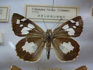 <i>Udaspes</i> Genus of butterflies