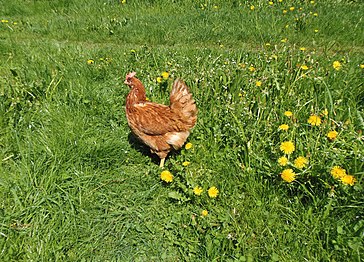 Haushuhn, Free range chickens