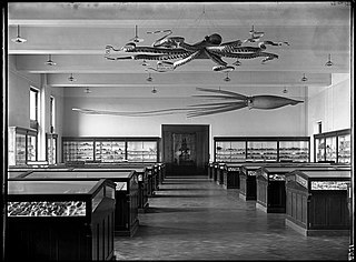 #42 (24/9/1877) Ward's models of the Catalina giant squid and a giant Pacific octopus, suspended from the ceiling of the American Museum of Natural History's Shell and Coral Hall, early 20th century. The squid was later moved to the Hall of Ocean Life, the Invertebrate Hall, and, following refurbishment, the "Wall of Life" in the Hall of Biodiversity (see 2015 image).[302] Both models were acquired in 1895 for a total of US$750 (equivalent to $24,429 in 2021).[303]