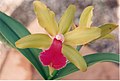 A and B Larsen orchids - Brassolaeliocattleya Cattleya bicolor x Brassolaeliocattleya Mary Lee Garson 301-14.jpg