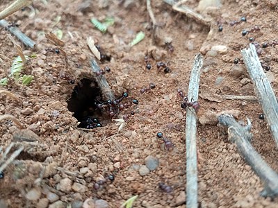 A colony of ants enters their nest at Gaborone Game Reserve / by User:Leungo Mokgwathi