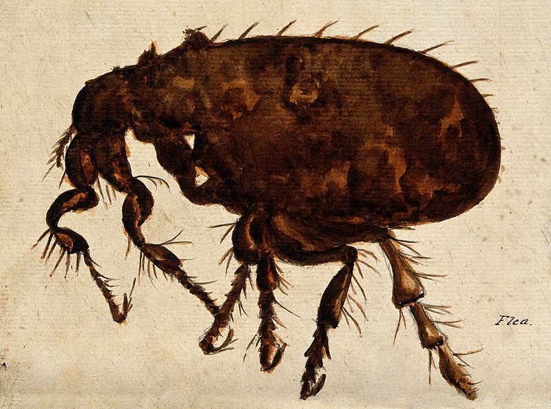 File:A flea (Siphonaptera species). Painting. Wellcome V0022507.jpg