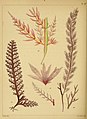 A popular history of British sea-weeds (Pl. XV) (7361484174).jpg