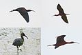 A relatively rare Glossy Ibis in Scamandre reservate. - panoramio.jpg