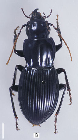 Abacophrastus bellorum ZooKeys-147-337-g030 B