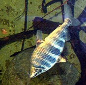 Abramites hypselonotus.jpg