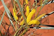 Acacia ammobia.jpg