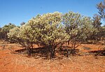 Miniatura para Acacia cuthbertsonii