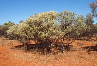 <i>Acacia cuthbertsonii</i> species of plant